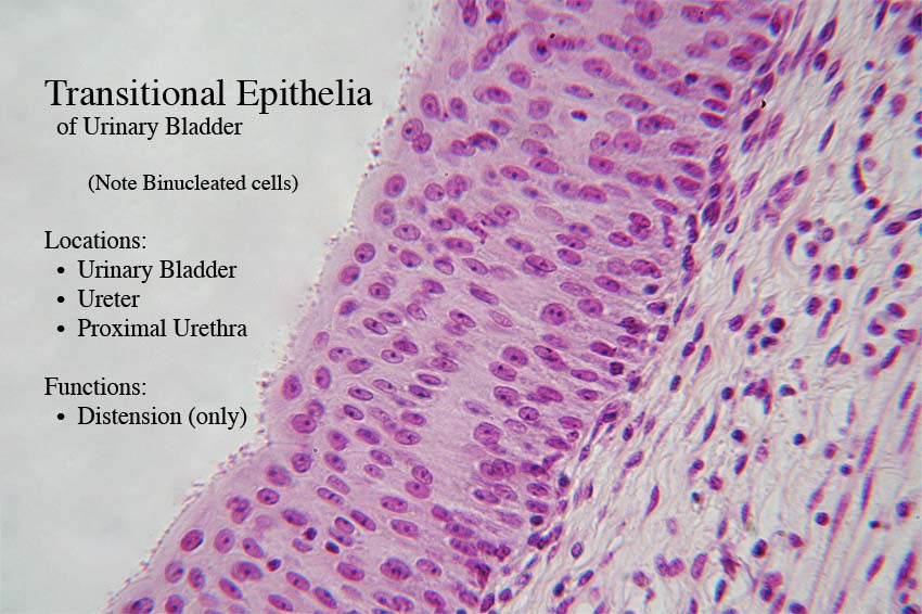 Transitional Epithelial Tissue